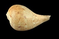 藏品(花球枇杷螺)的圖片